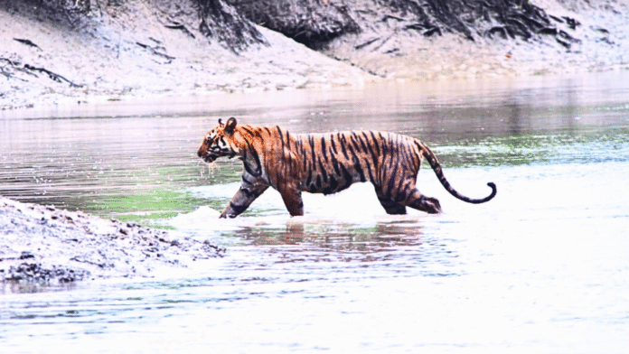 Sundarban Wildlife Tour Sundarban Wildlife Tour