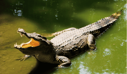 Sundarban Adventure Package Tour